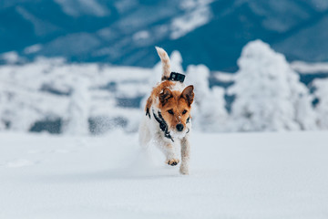 Happy fox terrier running wildly in the snow. Fun with a dog in the mountains. Hiking with a dog.
