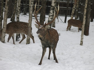 walking deer in winter in the forest