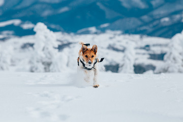 Happy fox terrier running wildly in the snow. Fun with a dog in the mountains. Hiking with a dog.