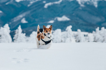 Happy fox terrier running wildly in the snow. Fun with a dog in the mountains. Hiking with a dog.