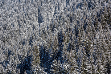 Top view of snowy spruce forest