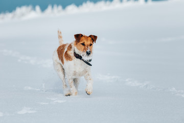 Happy fox terrier running wildly in the snow. Fun with a dog in the mountains. Hiking with a dog.