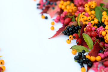Close up detail of wild fruit berry, on wite, space for text, autumn background