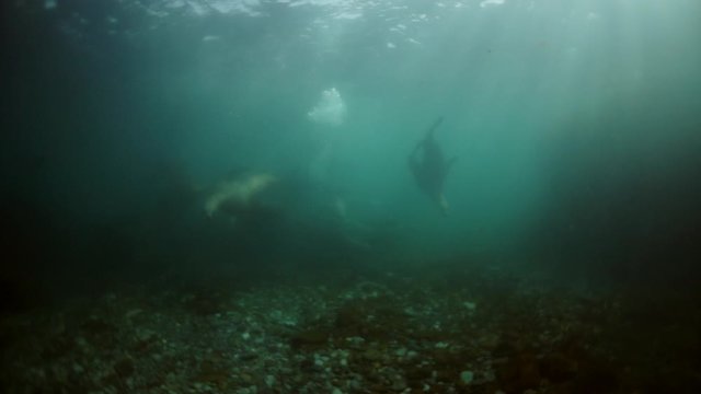 Sea lion mammal animal underwater in muddy water of Sea of Okhotsk. Group of Seals underwater of Sea of Okhotsk. Family seals of wild nature. Concept of pinniped animals underwater.