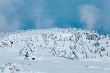 Fototapeta na wymiar Scenic winter landscape with snowy fir trees. Winter postcard.