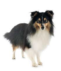 shetland sheepdog in studio