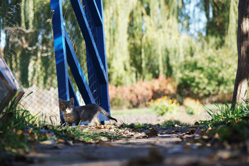Adorable striped little kitten playing outdoors on a sunny day. 