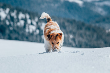 Happy fox terrier running wildly in the snow. Fun with a dog in the mountains. Hiking with a dog.