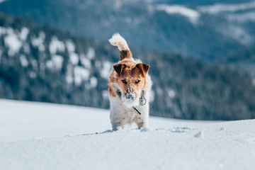 Happy fox terrier running wildly in the snow. Fun with a dog in the mountains. Hiking with a dog.