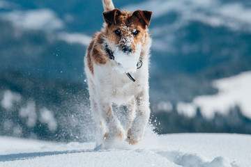 Happy fox terrier running wildly in the snow. Fun with a dog in the mountains. Hiking with a dog.