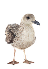 European herring gull