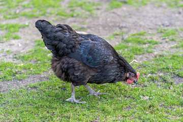 Hen on an organic farm. Free range chicken. Happy Hen The hen lays an egg.