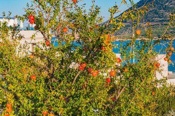 Juicy pomegranate fruits on a tree against the background of the sea and mountains. Good harvest