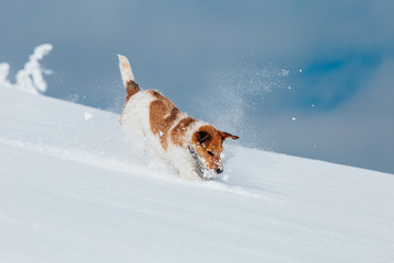 Happy fox terrier running wildly in the snow. Fun with a dog in the mountains. Hiking with a dog.