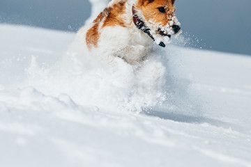 Happy fox terrier running wildly in the snow. Fun with a dog in the mountains. Hiking with a dog.