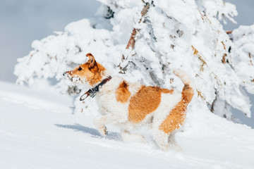 Happy fox terrier running wildly in the snow. Fun with a dog in the mountains. Hiking with a dog.