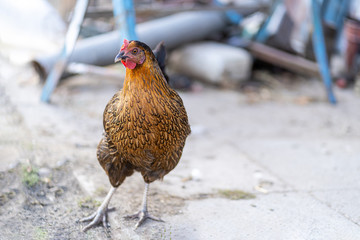 Hen on an organic farm. Free range chicken. Happy Hen The hen lays an egg.