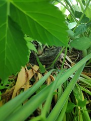 Cat in the shadow of leaves