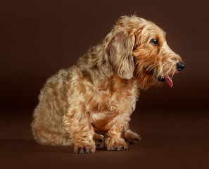 Brindle Dachsund wire hair dog