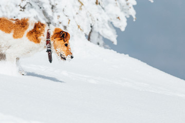 Happy fox terrier running wildly in the snow. Fun with a dog in the mountains. Hiking with a dog.