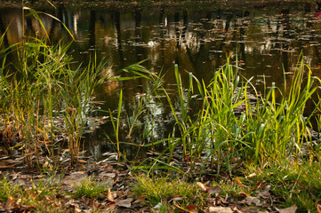 Green succulent grass by the pond