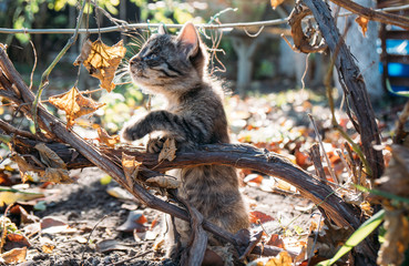 Adorable striped little kitten playing outdoors on a sunny day. 