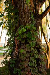 Red leaves of wild grapes on a tree bark.