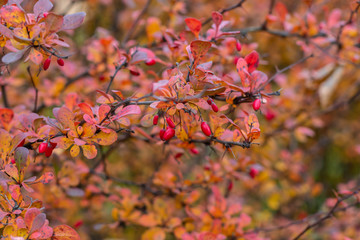 Barberry (Berberis vulgaris) branch fresh ripe berries. Background. Autumn season.