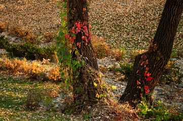 Red leaves of wild grapes on a tree bark.