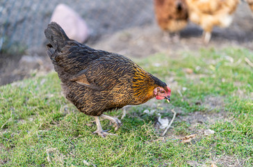 Hen on an organic farm. Free range chicken. Happy Hen The hen lays an egg.