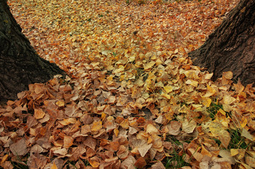 Fallen yellow, orange leaves on the grass in the park. Autumn background, texture