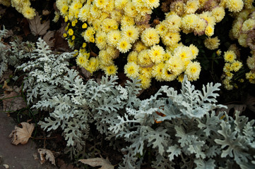 Yellow chrysanthemum bushes in the flowerbed