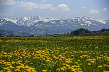 Allgäuer Landschaft