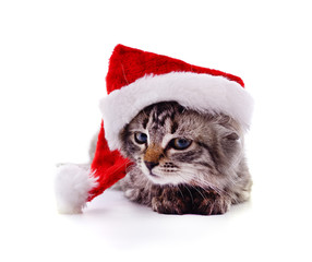 Kitten in a Santa hat.