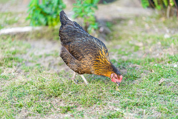 Hen on an organic farm. Free range chicken. Happy Hen The hen lays an egg.