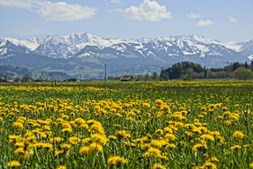 Fototapeta premium Allgäuer Landschaft