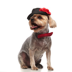 cute yorkshire terrier wearing hat and bowtie on white background