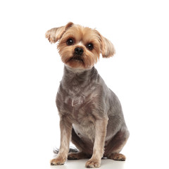 adorable yorkshire terrier looking up on white background - obrazy, fototapety, plakaty