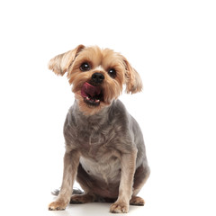 adorable yorkshire terrier panting and sticking out tongue