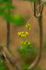 Young spring leaves of an elm tree in a forest