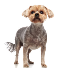 cute yorkshire terrier looking up on white background