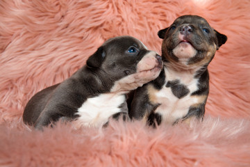 Two jolly American bully puppies comforting each other