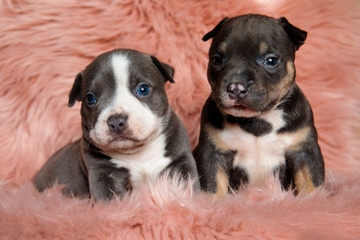 Adorable American bully puppies looking forward while laying down