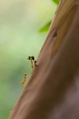 Ants working very hard. Caring leafs. ant walking on the tree in the forest,