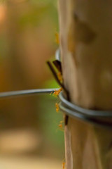 Ants working very hard. Caring leafs. ant walking on the tree in the forest,
