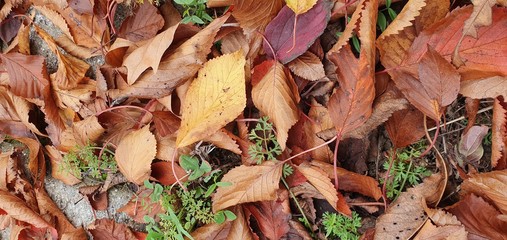 Beautiful autumn landscape. Much yellow, red and green leaves in a forest. Foliage background.