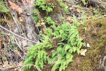 fern1