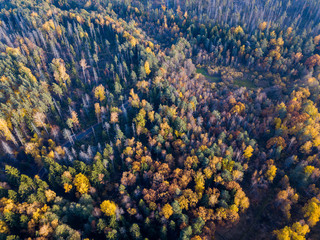 Fototapeta na wymiar Aerial view of bright yellow autumn forest with yellow and green leaves and naked trunks. Autumn woodland landscape and background from a birds eye view