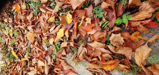 Beautiful autumn landscape. Much yellow, red and green leaves in a forest. Foliage background.