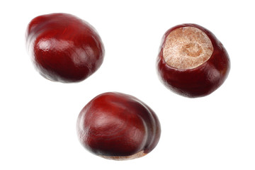 chestnuts isolated on white background. top view